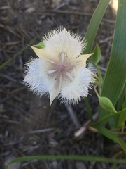 Calochortus coeruleus