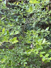 Vaccinium virgatum