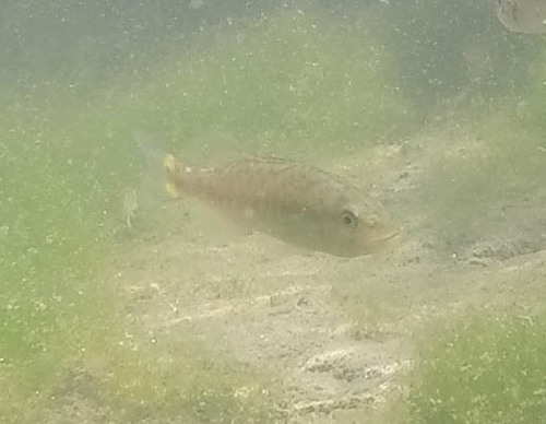 Micropterus dolomieu