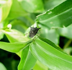 Proxys albopunctulatus