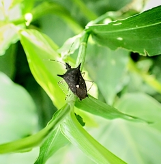 Proxys albopunctulatus