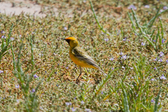 Epthianura aurifrons