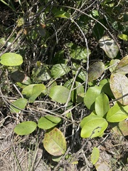 Stigmaphyllon floribundum
