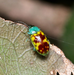 Chalcolampra marmorata