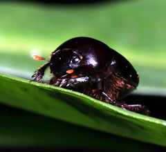 Onthophagus neostenocerus