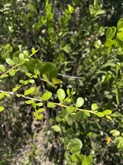 Erythroxylum brevipes