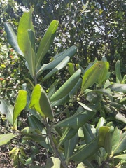 Myrsine cubana