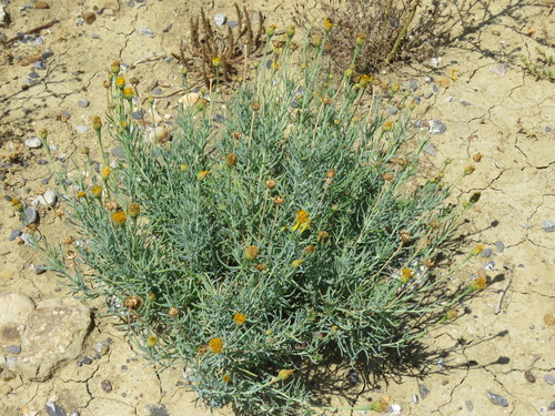 Image of Clappia suaedifolia by (c) Alexis López Hernández, some rights reserved (CC BY)