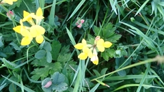 Lotus corniculatus