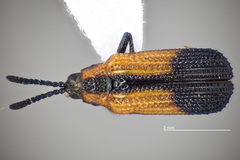 Pentispa melanura