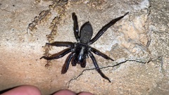 Pireneitega spinivulva