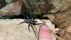 Pireneitega spinivulva