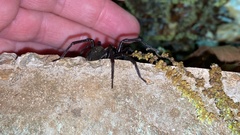 Pireneitega spinivulva