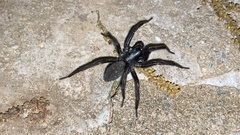 Pireneitega spinivulva