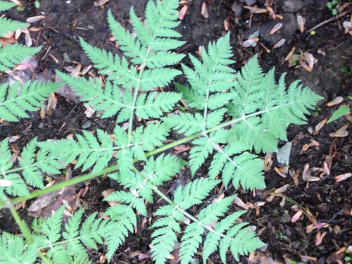 sweet cicely