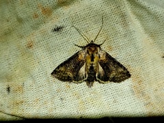 Abrostola asclepiadis