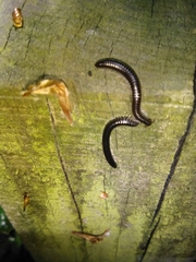 Tachypodoiulus niger