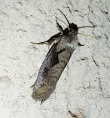 Lepidoptera