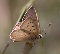 Tharsalea xanthoides