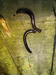 Tachypodoiulus niger