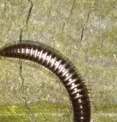 Tachypodoiulus niger