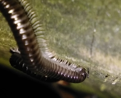 Tachypodoiulus niger