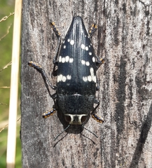 Lampetis tucumana