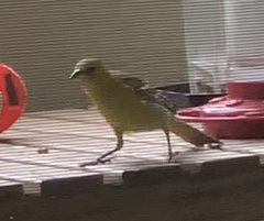 Icterus cucullatus