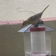 Icterus cucullatus
