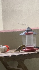 Icterus cucullatus