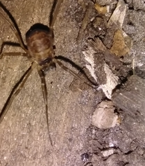Dicranopalpus larvatus