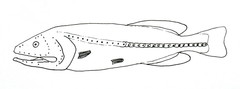Red Whalefish photo 2