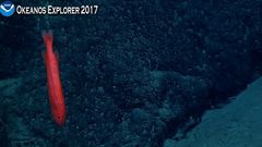 Red Whalefish photo 3