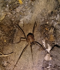 Dicranopalpus larvatus