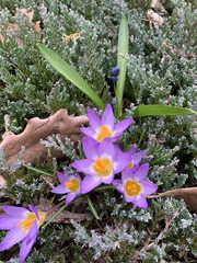 Crocus nivalis