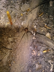 Dicranopalpus larvatus