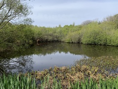 Sagittaria sagittifolia