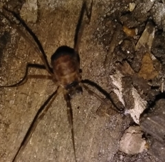 Dicranopalpus larvatus