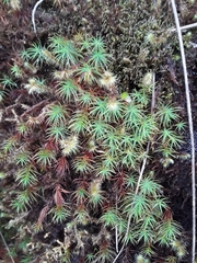 Pogonatum perichaetiale