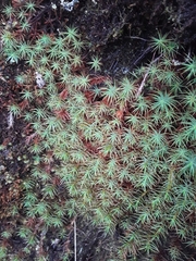 Pogonatum perichaetiale