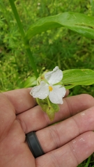 Tradescantia ozarkana