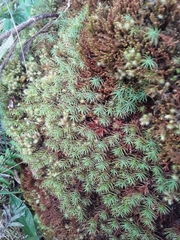 Pogonatum perichaetiale