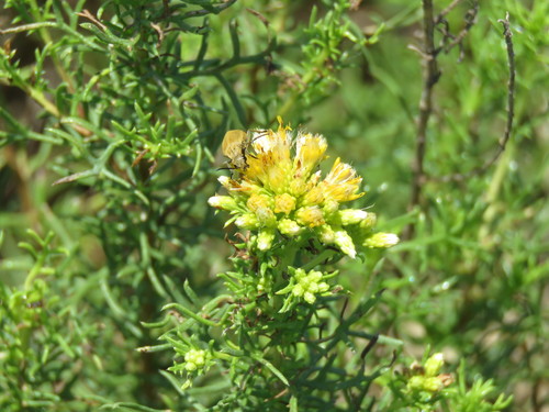 Image of Isocoma coronopifolia by (c) Alexis López Hernández, some rights reserved (CC BY)