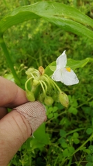 Tradescantia ozarkana