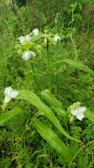Tradescantia ozarkana