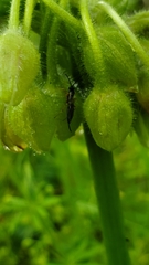 Tradescantia ozarkana