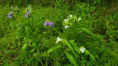 Tradescantia ozarkana