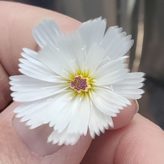 Atrichoseris platyphylla