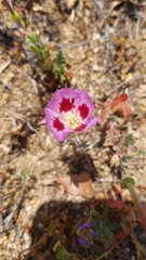 Clarkia speciosa