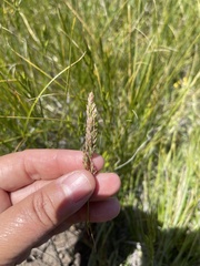 Poa atropurpurea